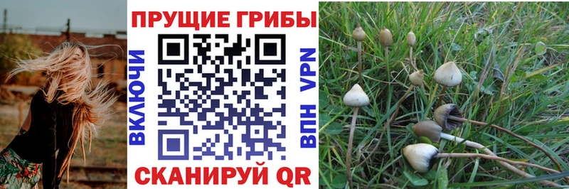Псилоцибиновые грибы GOLDEN TEACHER Кемерово